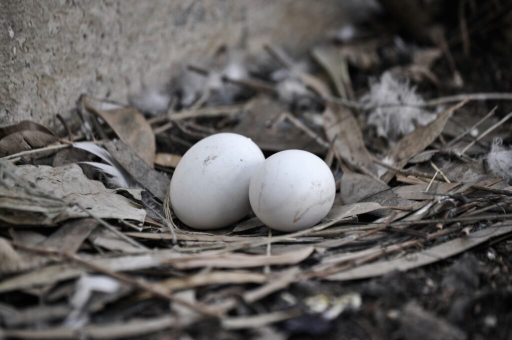 Baby-Pigeon-Called-Egg