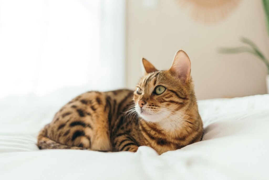 Bengal Cats Exotic and Playful