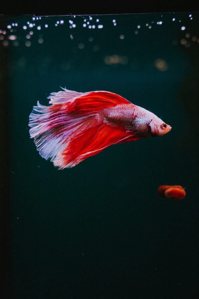 Betta Fish Tank: Fish