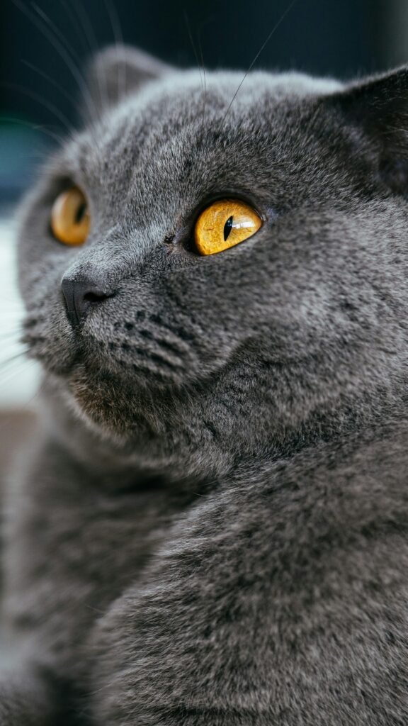 Cutest Cat Breeds Scottish Folds The Adorable Ear Fold