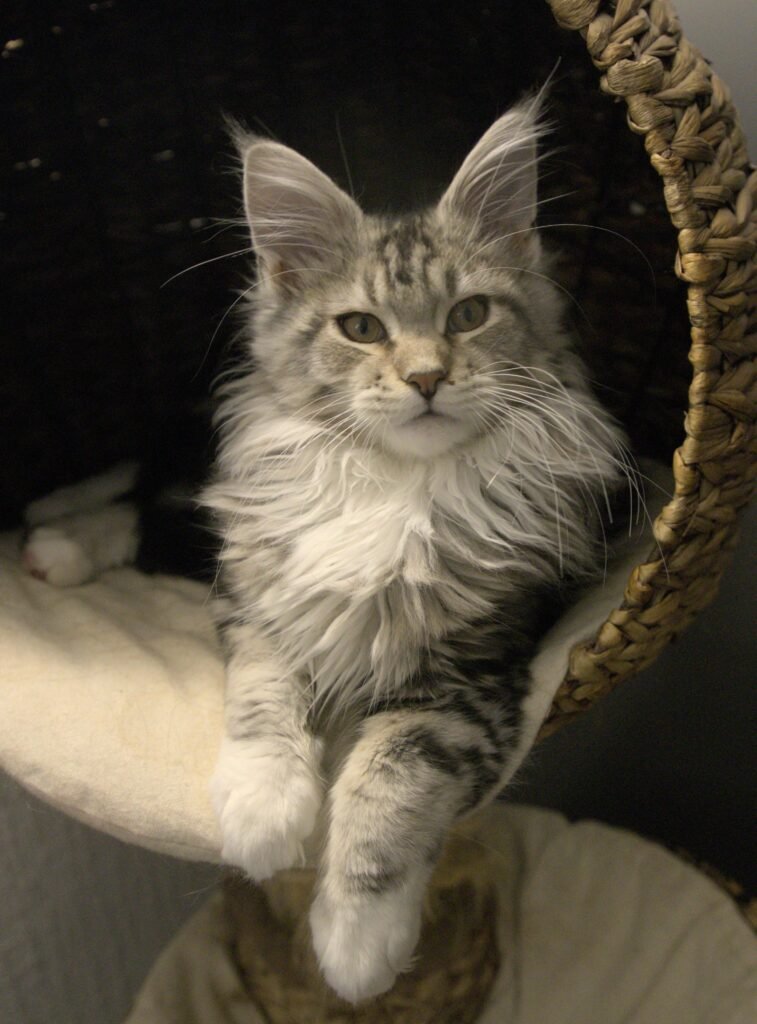 Maine Coons Gentle Giants