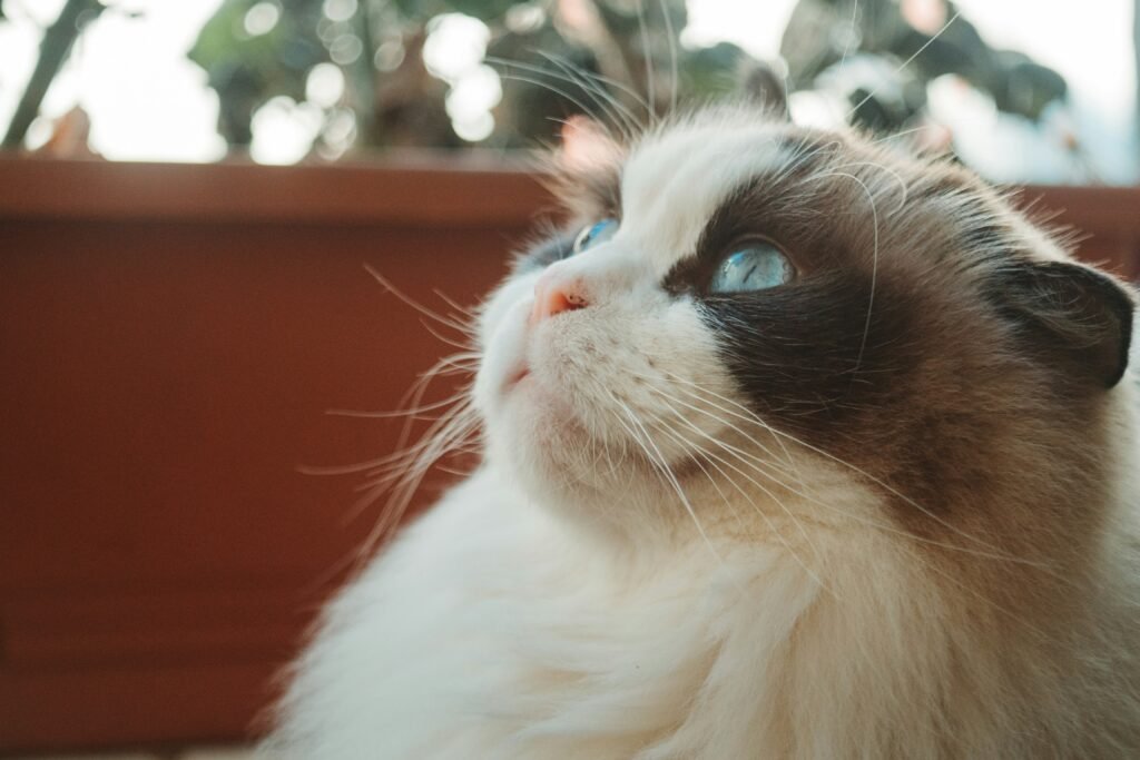 Ragdoll Cats The Perfect Lap Cats