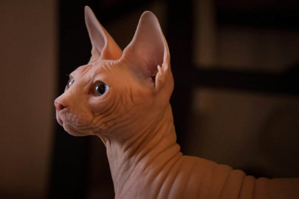 Sphynx Cats The Hairless Wonders