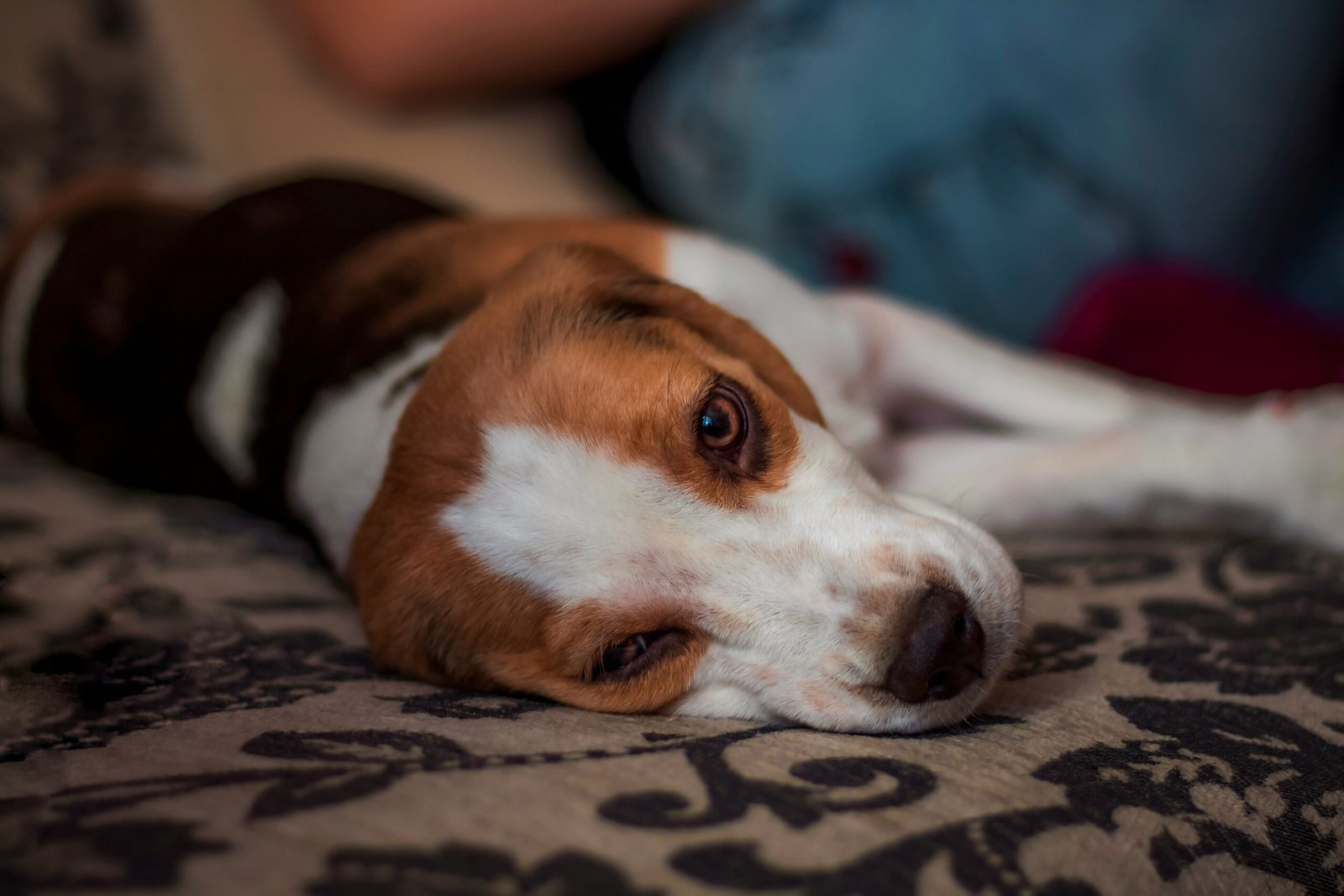 beagle puppy