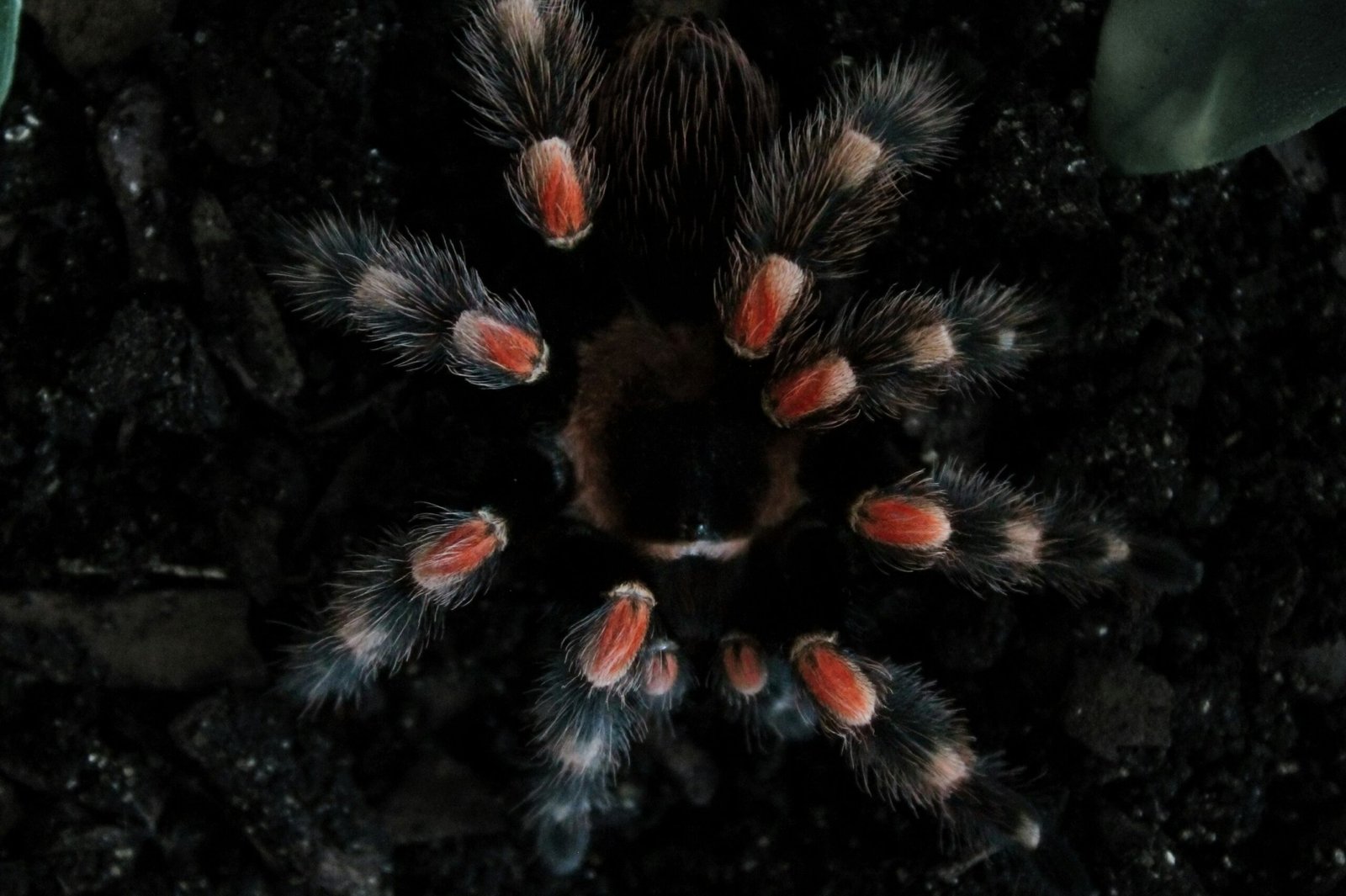 Best Exotic Pets black and red tarantula