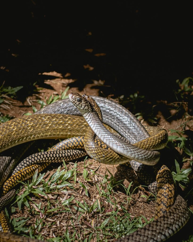 eastern rat snake