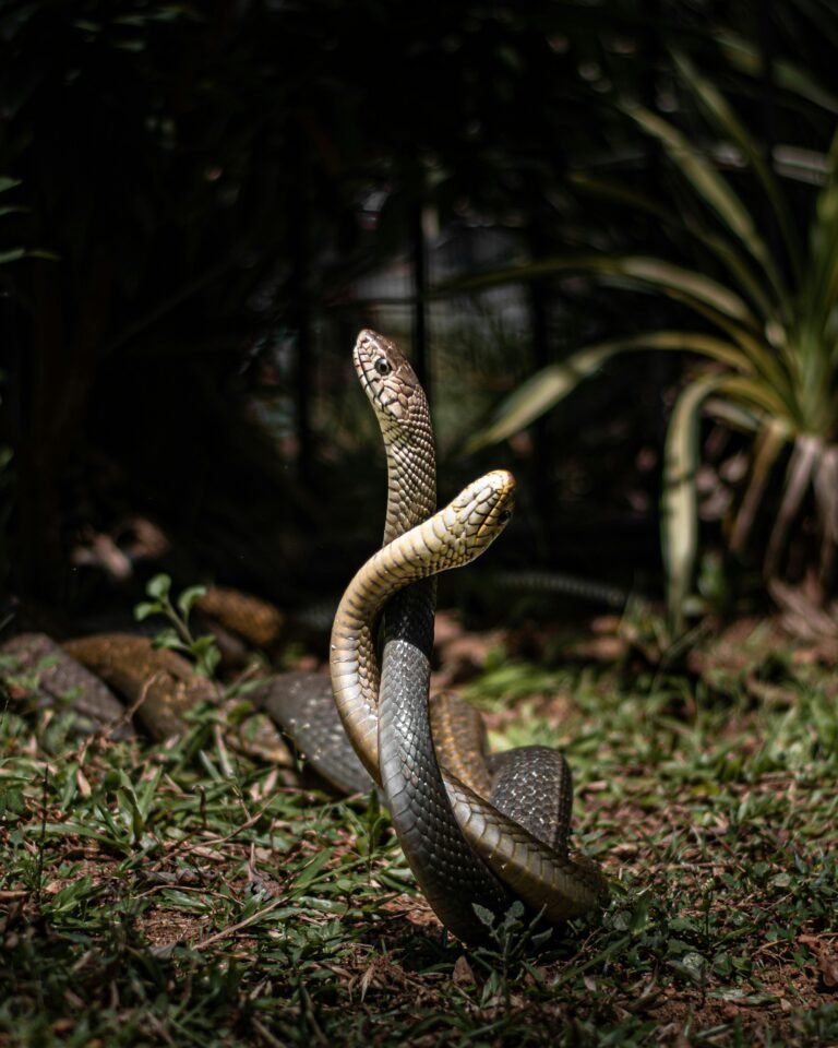 eastern rat snake - couple