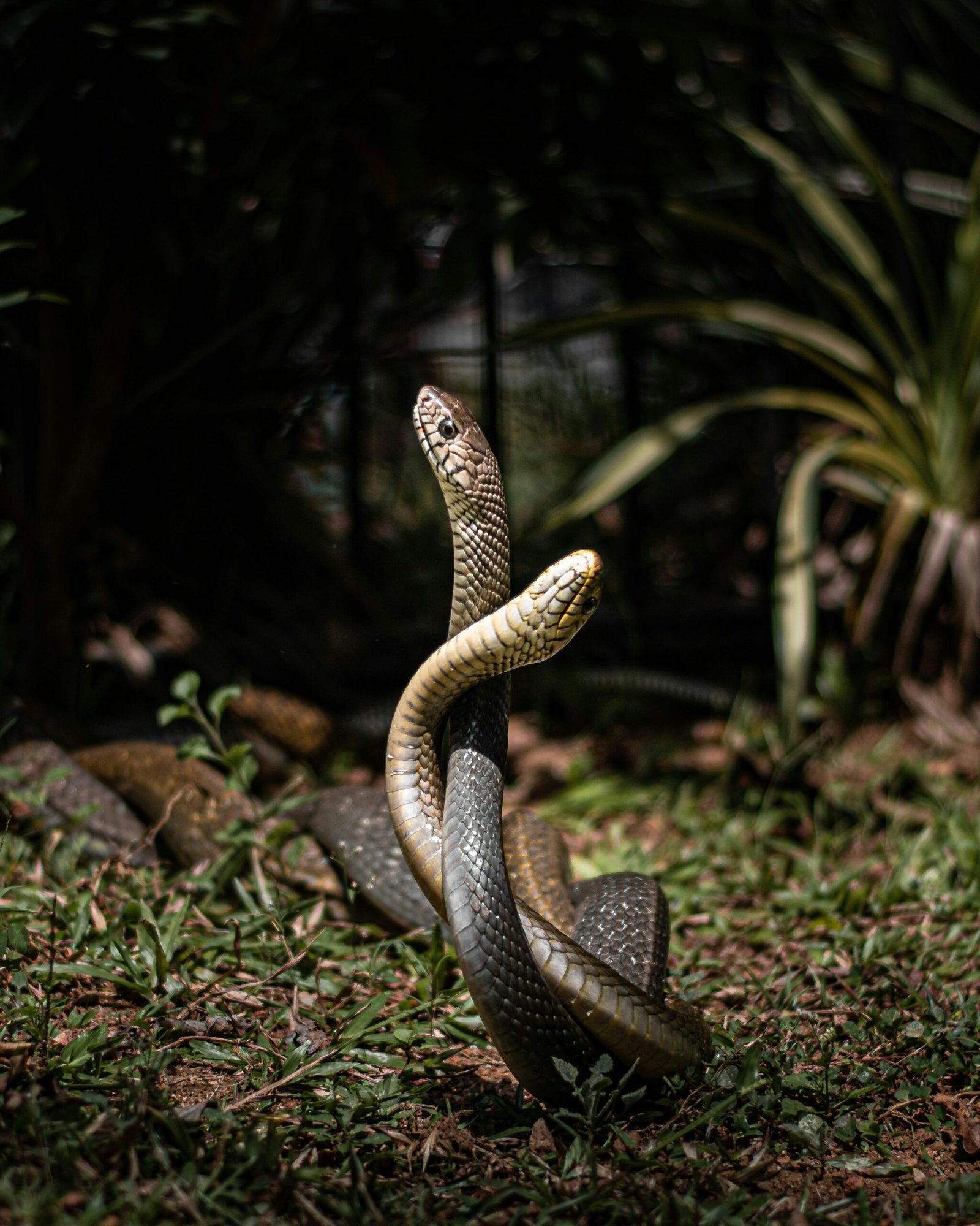 eastern rat snake - couple