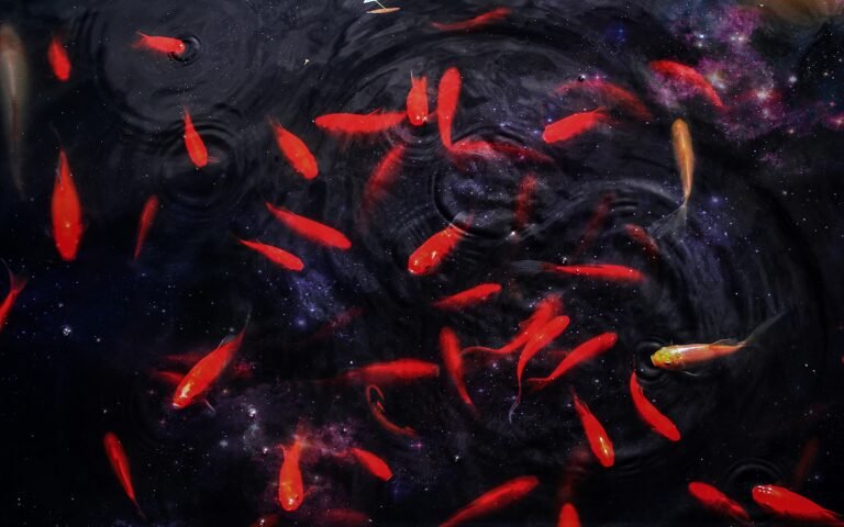 fish food - feed fish