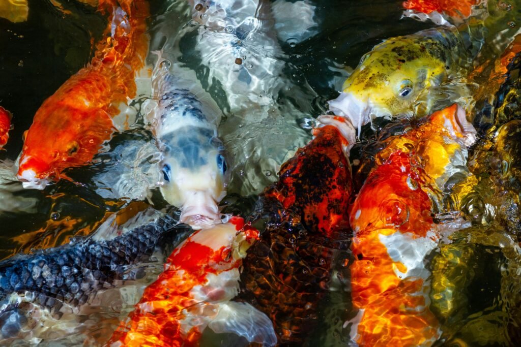 how long do koi fish live - koi fish