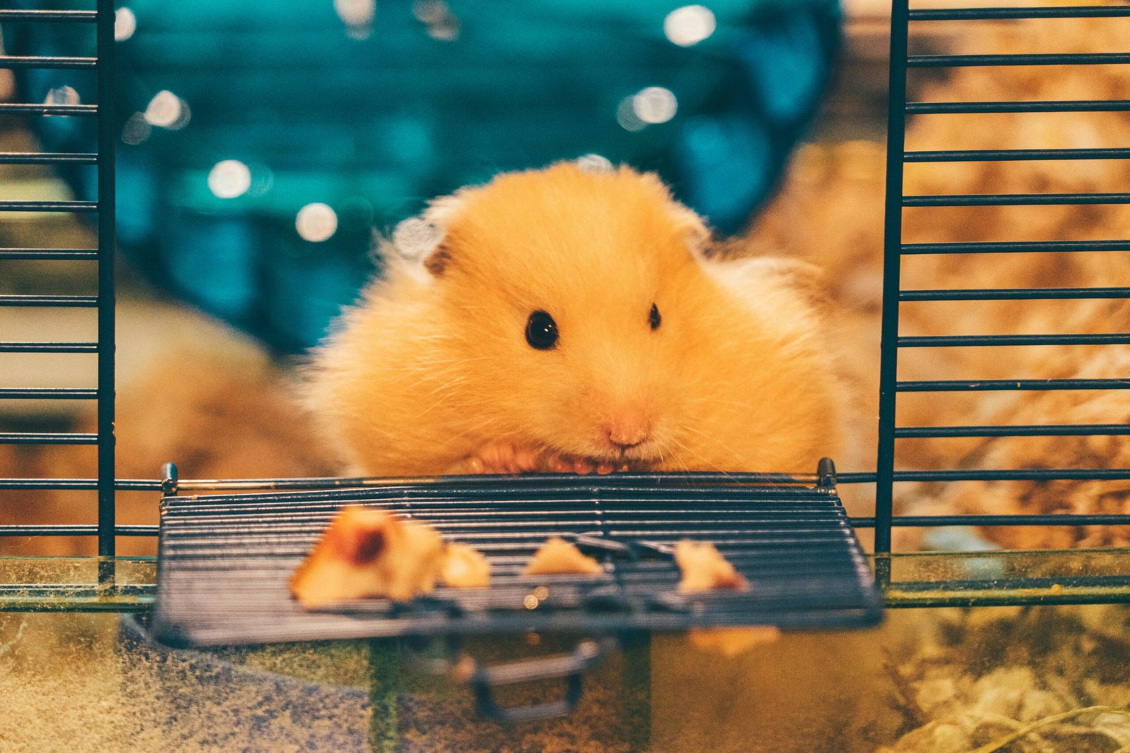 Hamster Cage: You Need to Learn Now For Your Hamster