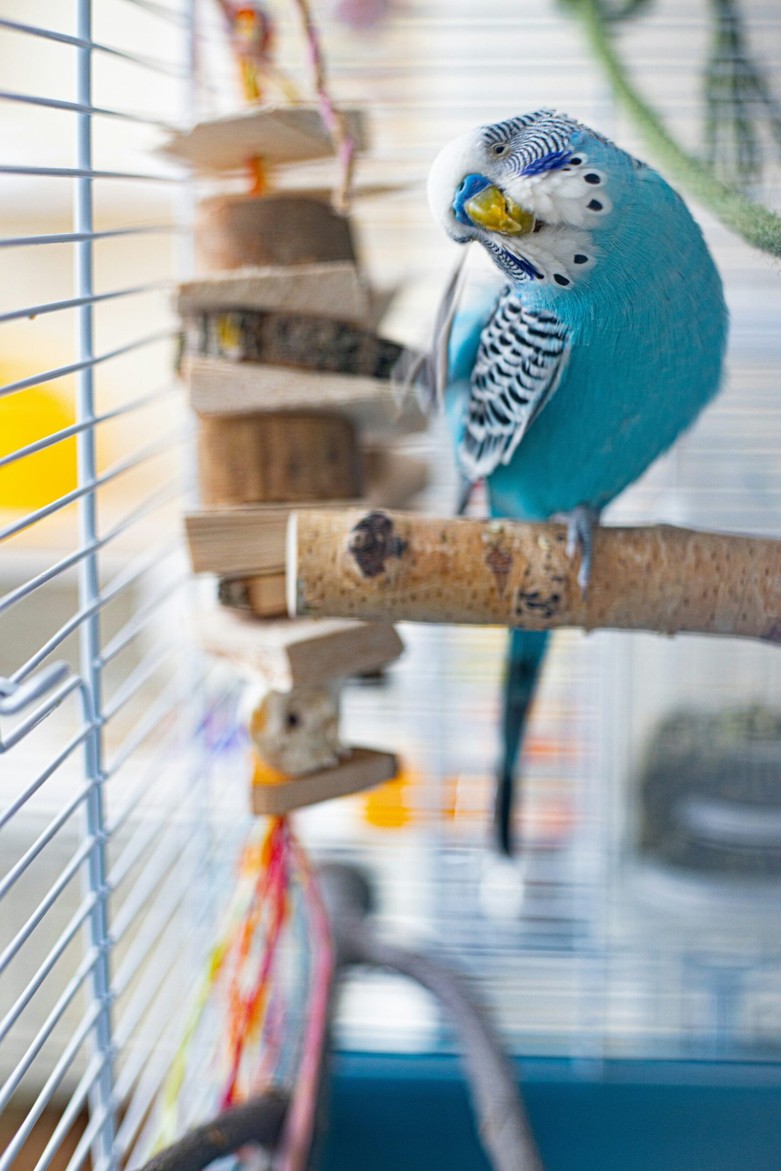 Best Pet Birds: That Will Shock You!, Learn Now