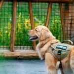 How To Train Your Dog To Be a Service Dog - Dog