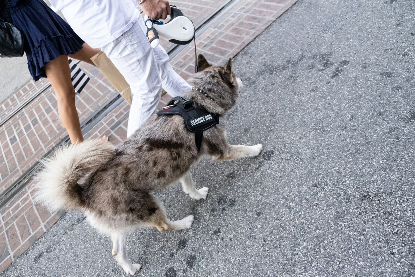 How To Train Your Dog To Be a Service Dog