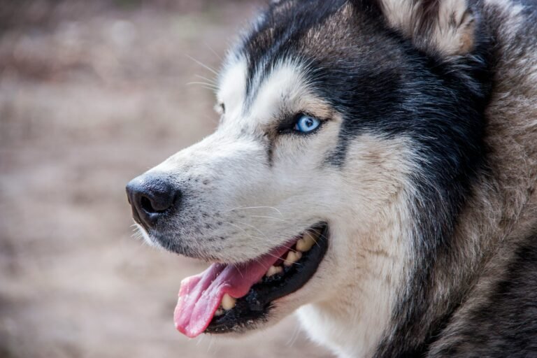 german shepherd husky mix