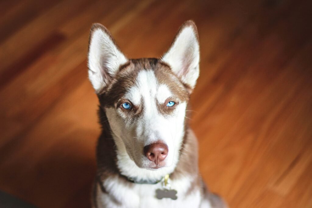 german shepherd husky mix - brown