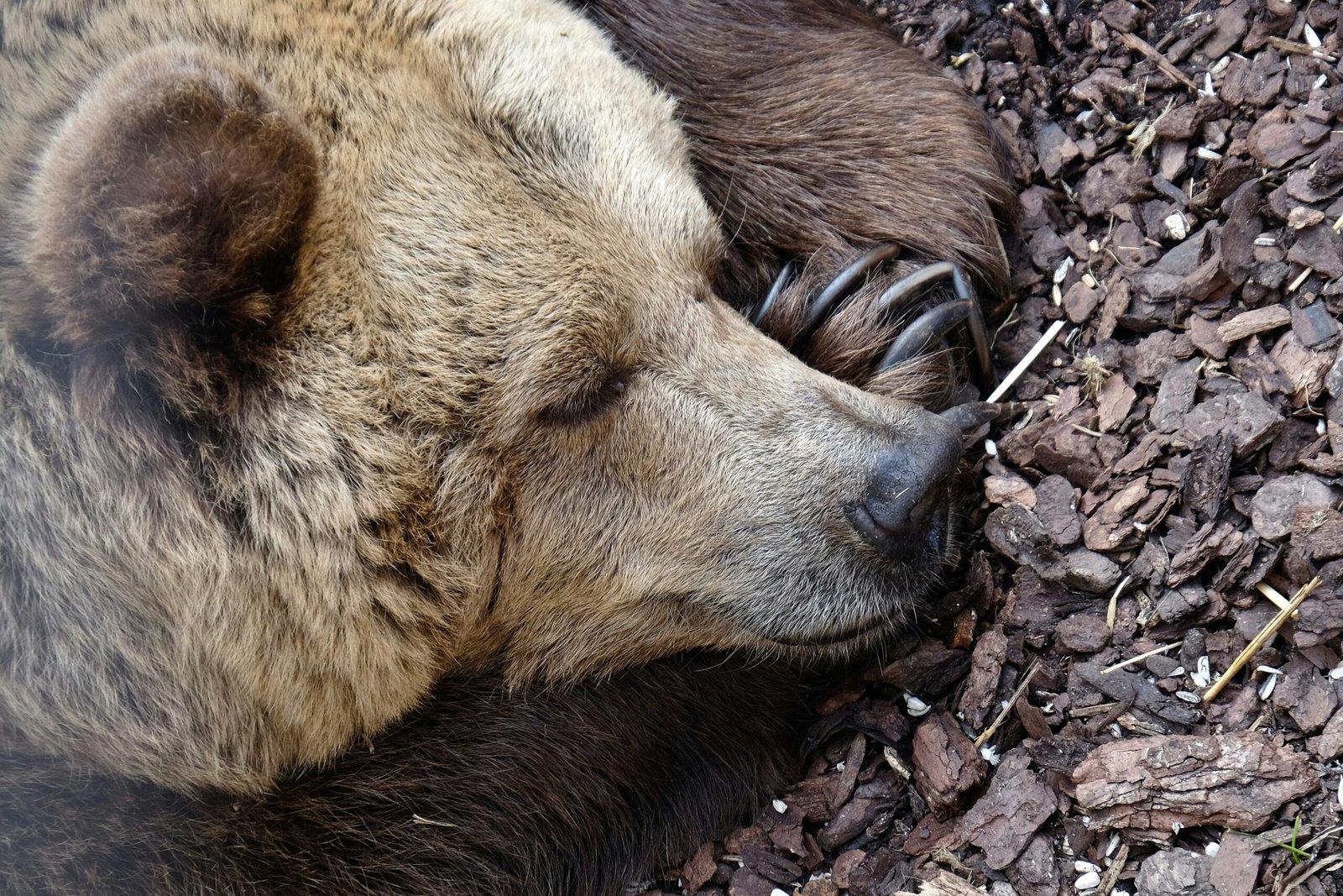 Polar Bear vs Grizzly Bear