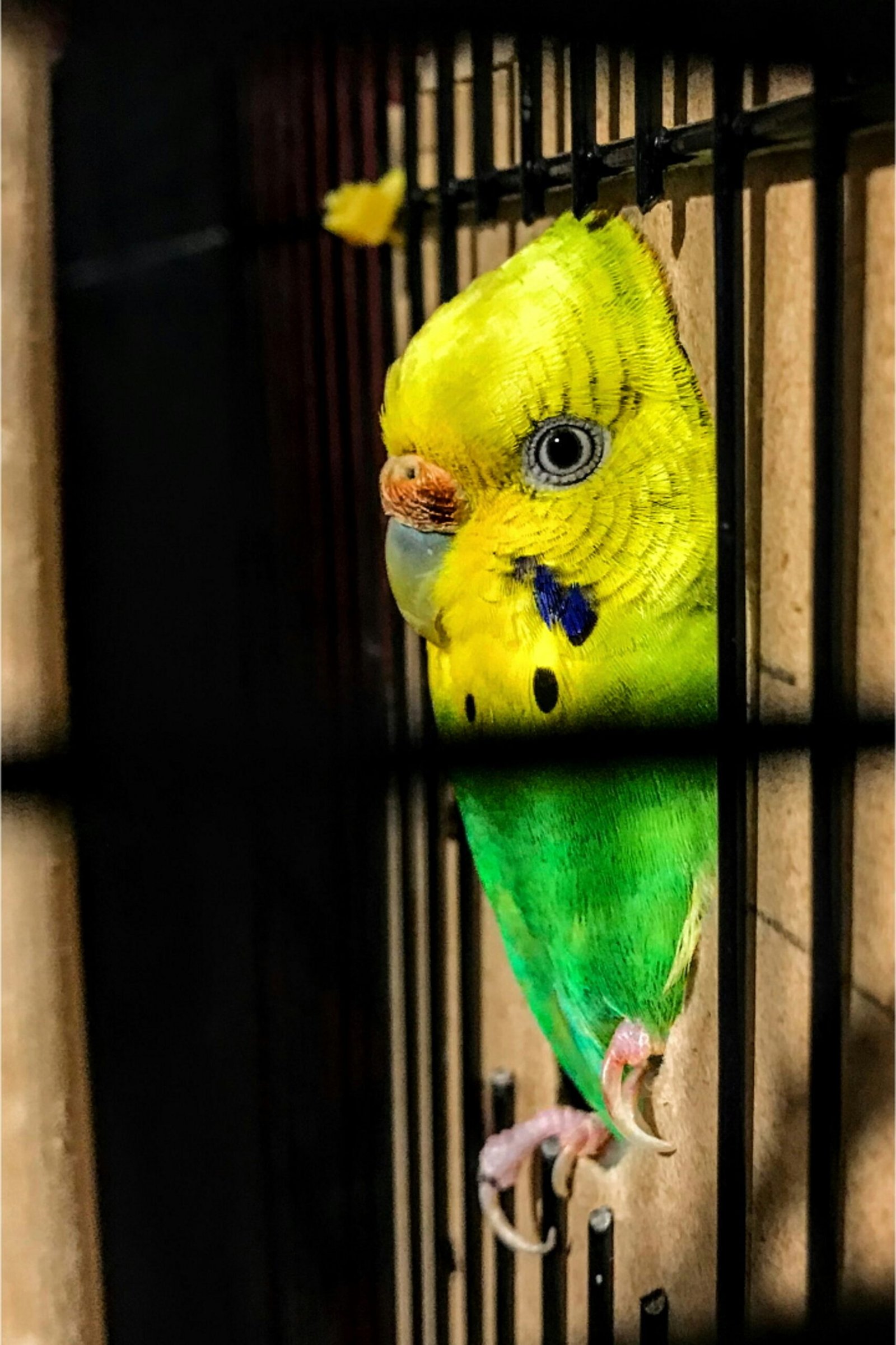 Best Pet Birds parrot