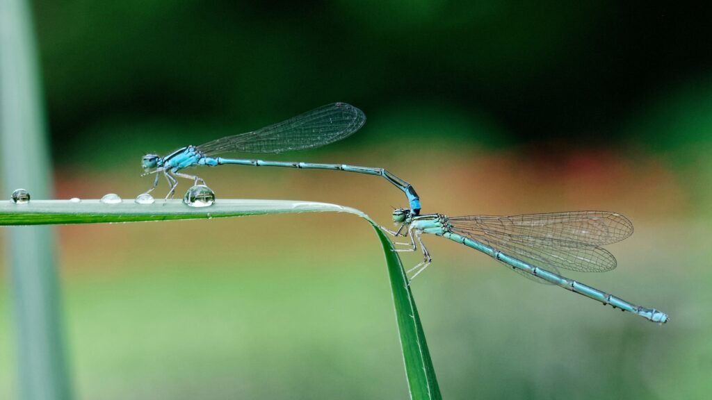 water bugs - dragonfly